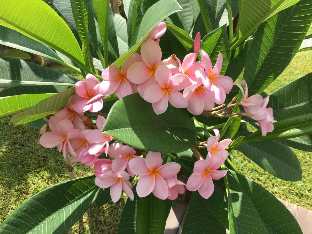 Villa Araucaria 파르티니코 외부 사진